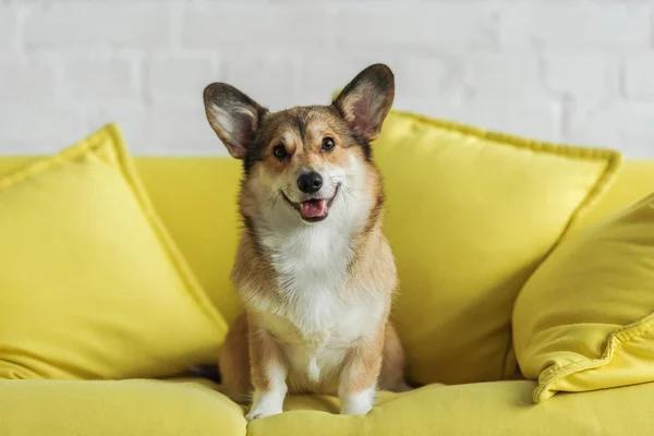 Why Custom Dog Crates Are a Must-Have for Pet Owners